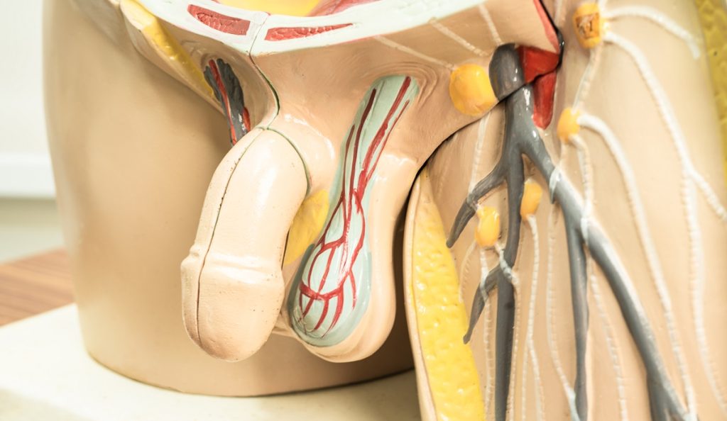 Anatomía del pene para tratamiento de engrosamiento de pene en Barcelona